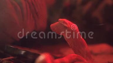 一条小玉米蛇，在水里用红光吃<strong>小老鼠</strong>